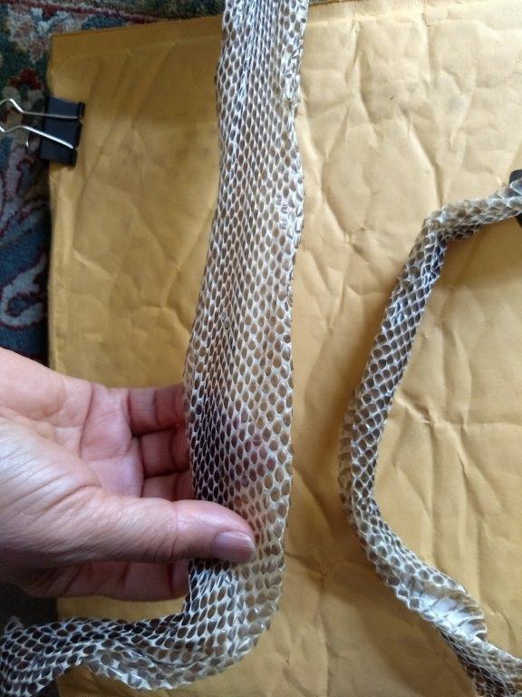 Boston snake skin